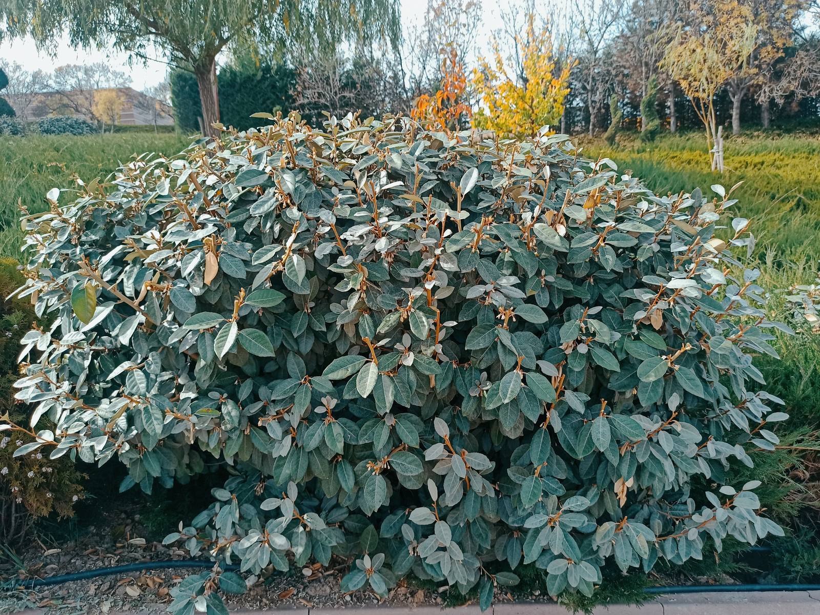 L'eleagnus è una pianta da esterno, anche da siepe, estremamente resistente e facile da coltivare anche per i principianti.