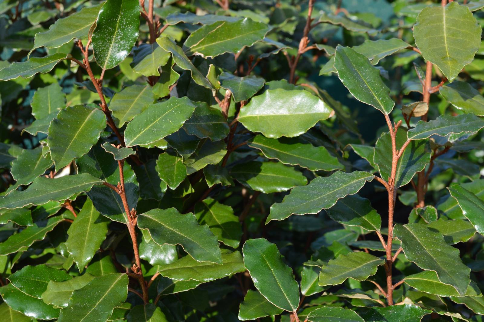 In foto, il bellissimo fogliame verde intenso di Elaeagnus X Ebbingei "Compacta".