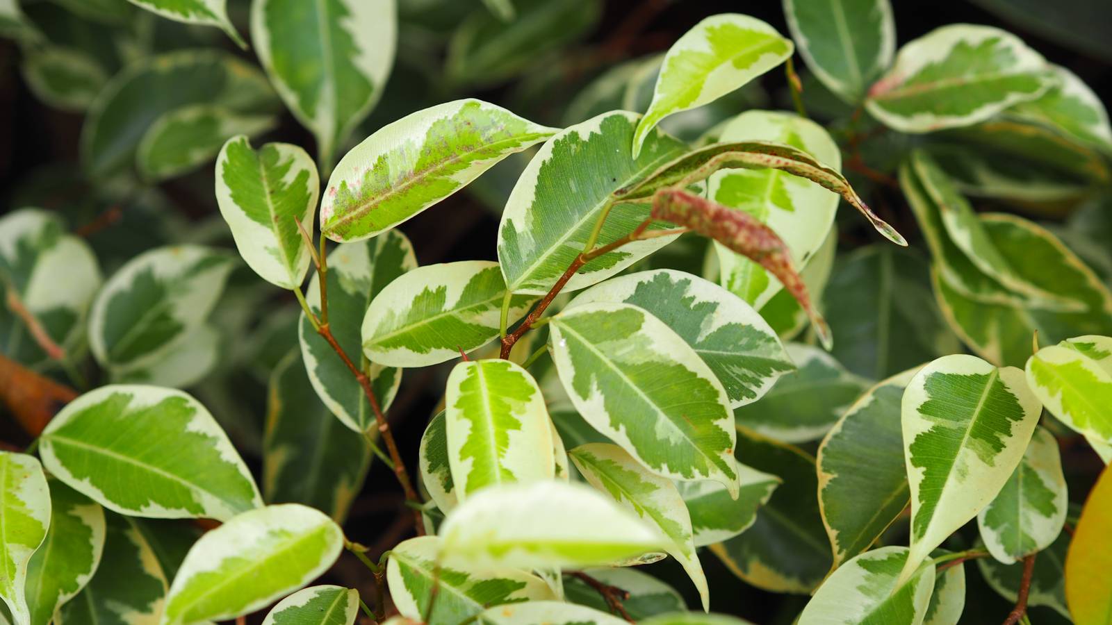 Alcune varietà di eleagno producono foglie variegate, come Elaeagnus x ebbingei "Gilt Edge".