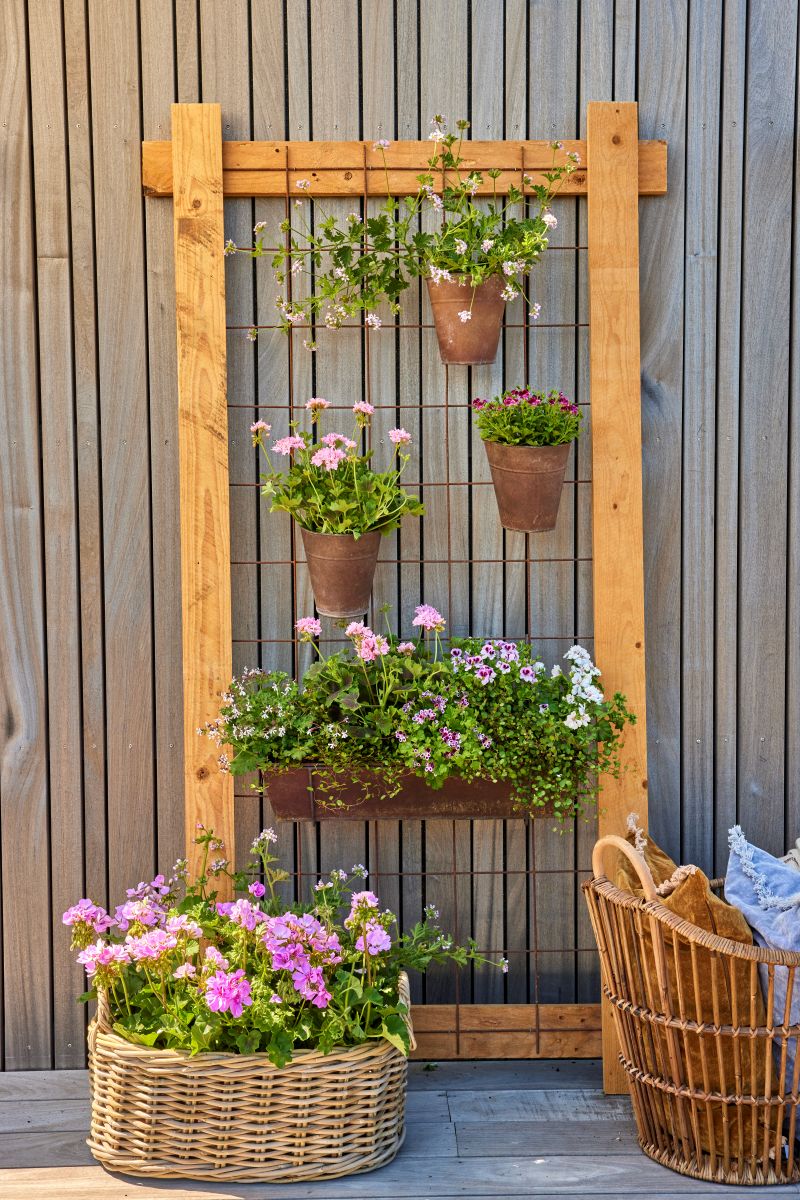 Un’idea semplice e di grande impatto è questo giardino verticale fai-da-te: vasi e cassette da balcone colmi di fiori possono essere fissati ad una griglia metallica sostenuta da un telaio in legno, opzione che consente di non forare la parete. Una posizione ben soleggiata permetterà di ottenere fioriture rigogliose, soprattutto nel caso dei gerani, che amano la luce del sole. Copyright immagine Pelargonium for Europe