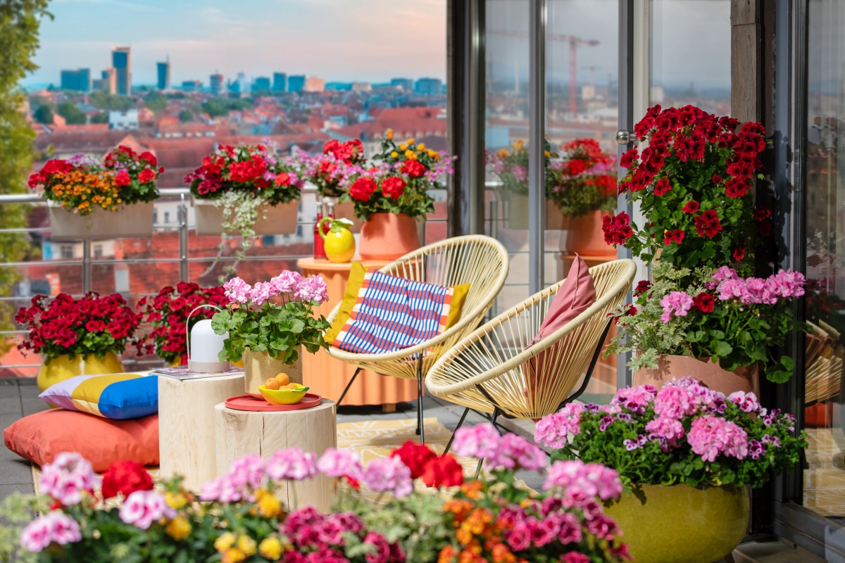 Una tendenza sempre più diffusa è quella di portare colore e vivacità negli spazi esterni. I gerani possono trasformare il balcone o la veranda in una vera esplosione di colori: sono disponibili in una grande varietà di forme e colori e offrono fioriture rigogliose dalla primavera all'autunno. Si abbinano bene ad altre varietà floreali, come ad esempio lavanda, nemisia e salvia montana giamaicana; si possono quindi creare composizioni dal grande impatto visivo. Copyrigt immagine Pelargonium for Europe