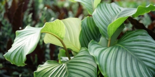 Calathea orbifolia