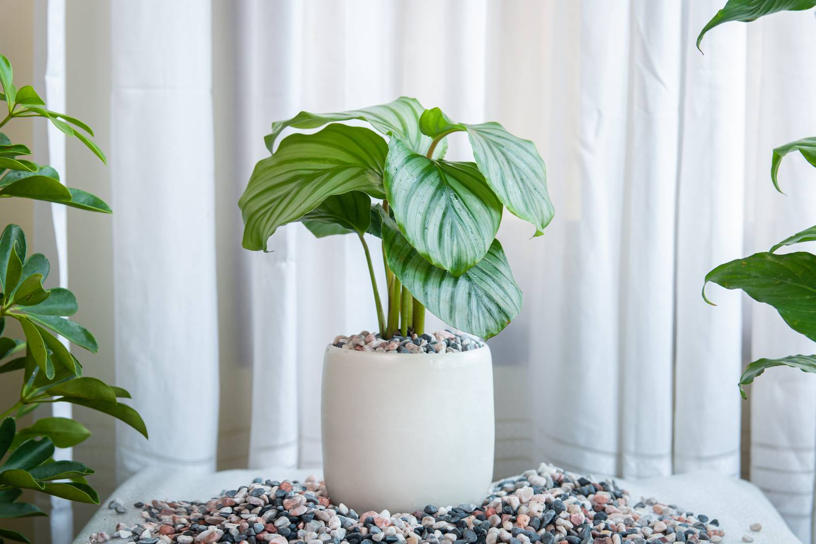 Viste le sue esigenze particolari in fatto di umidità e temperature, nel nostro Paese la calathea orbifolia va coltivata in vaso. Viste le sue esigenze particolari in fatto di umidità e temperature, nel nostro Paese la calathea orbifolia va coltivata in vaso.