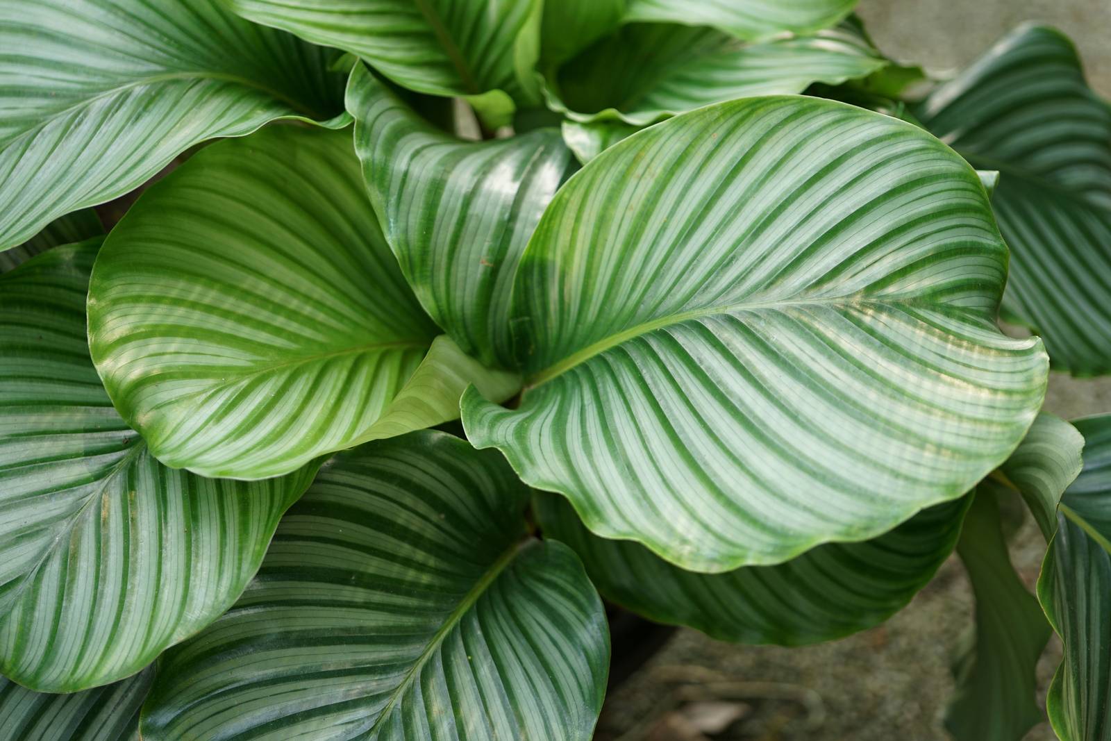 Le foglie della calathea orbifolia vanno nebulizzate regolarmente affinché mantengano la loro floridezza. Le foglie della calathea orbifolia vanno nebulizzate regolarmente affinché mantengano la loro floridezza.