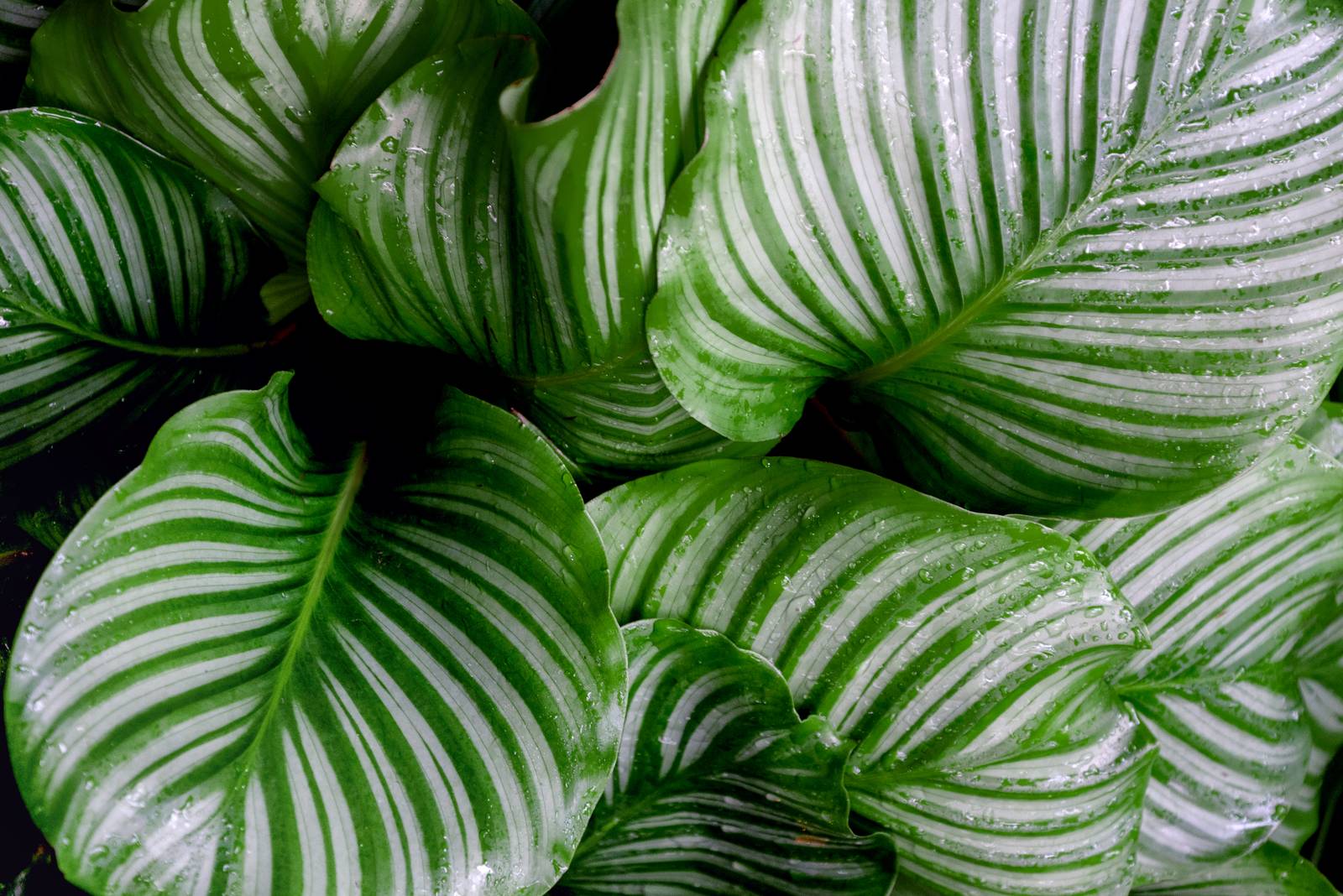 La calathea orbifolia va tenuta lontana dai raggi diretti del sole per proteggerne il fogliame. La calathea orbifolia va tenuta lontana dai raggi diretti del sole per proteggerne il fogliame.