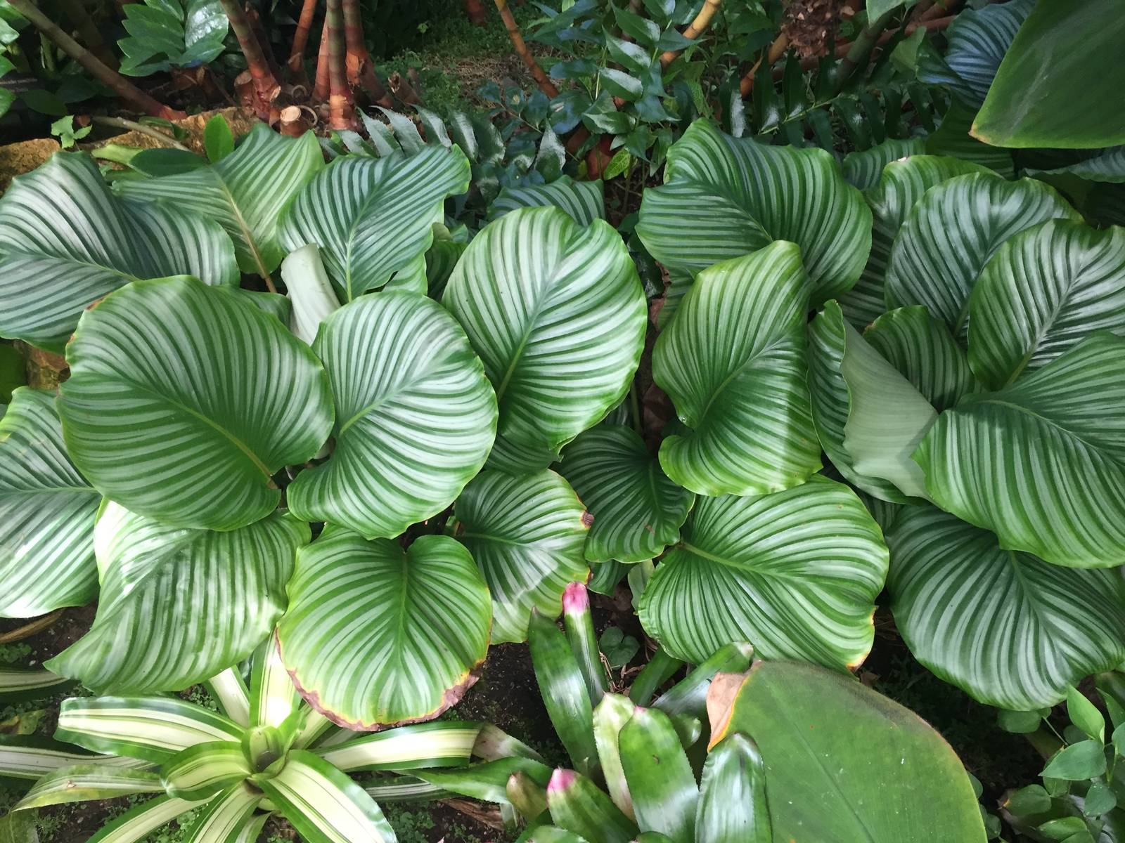 Calathea orbifolia è una pianta dal portamento cespuglioso, che si sviluppa in larghezza più che in altezza. Calathea orbifolia è una pianta dal portamento cespuglioso, che si sviluppa in larghezza più che in altezza.