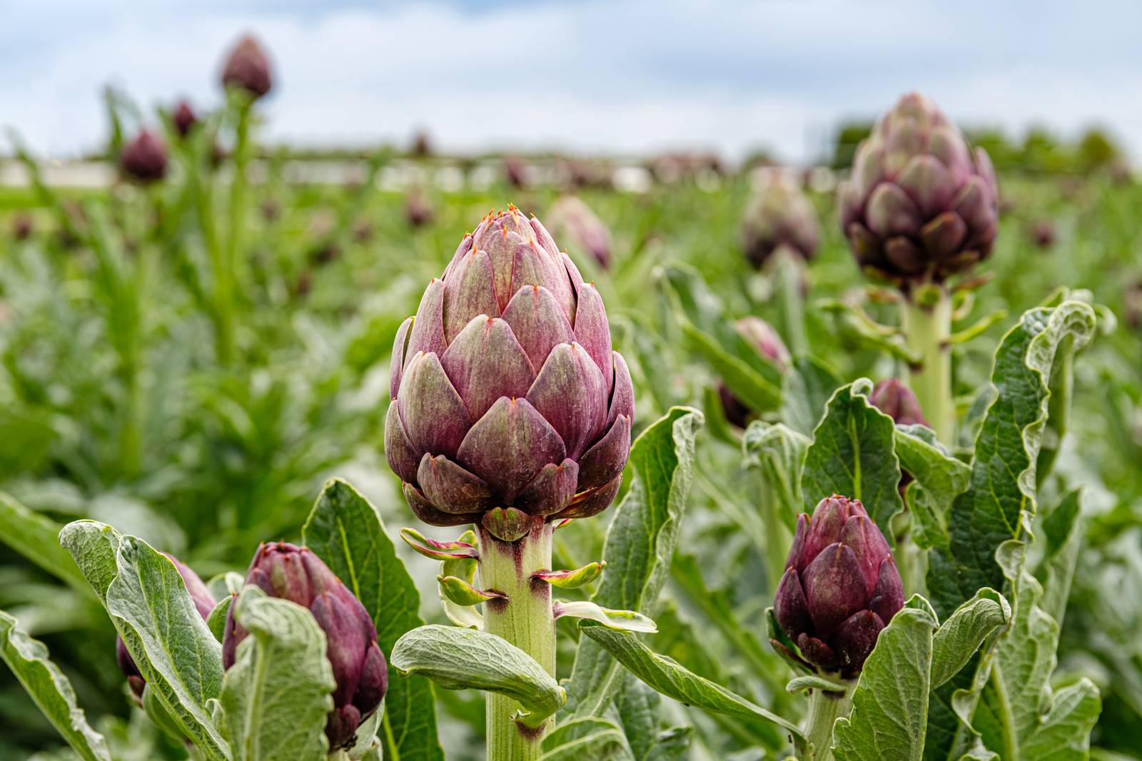 La parte della pianta del carciofo che comunemente si consuma è il capolino immaturo.