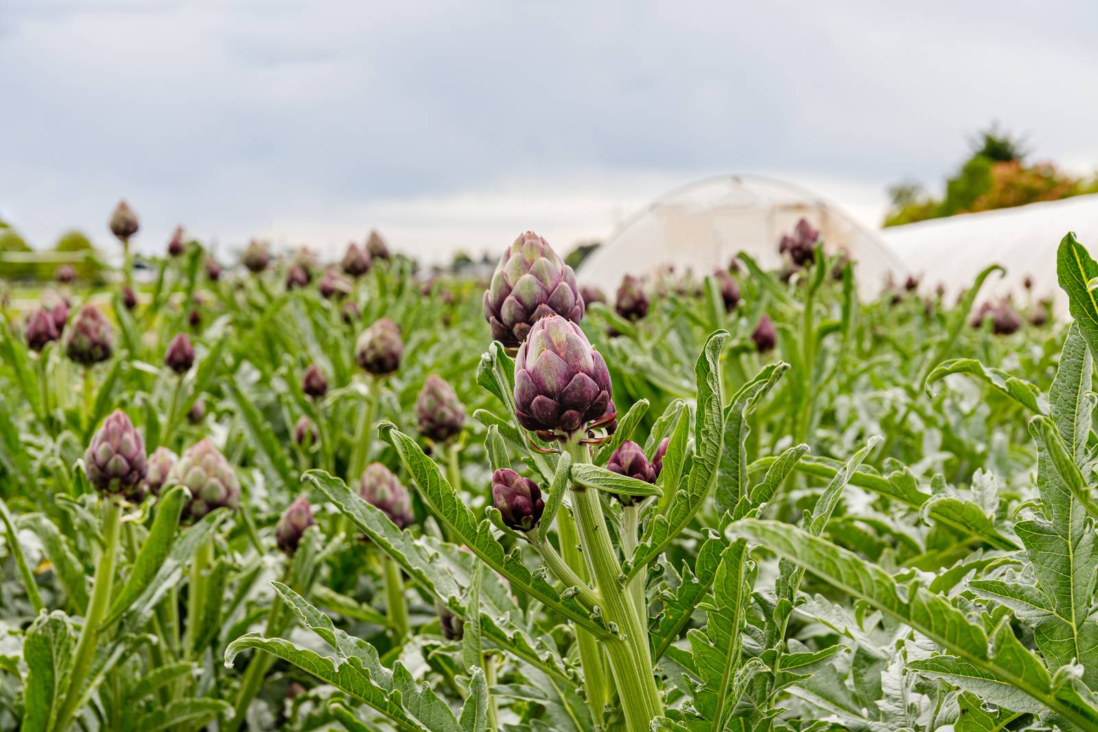 La pianta del carciofo, se ben coltivata, produce per diversi anni, superando il metro e mezzo di altezza.