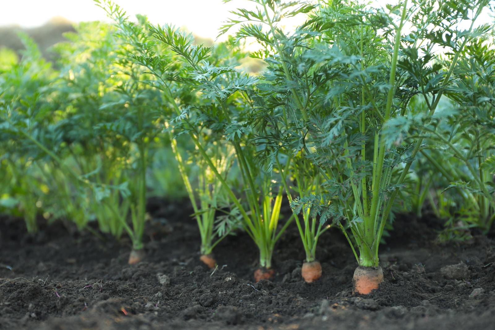 La pianta della carota si adatta abbastanza facilmente a tutti i tipi di terreno anche se preferisce quelli sabbiosi, fertili, ricchi di sostanza organica e ben drenati.