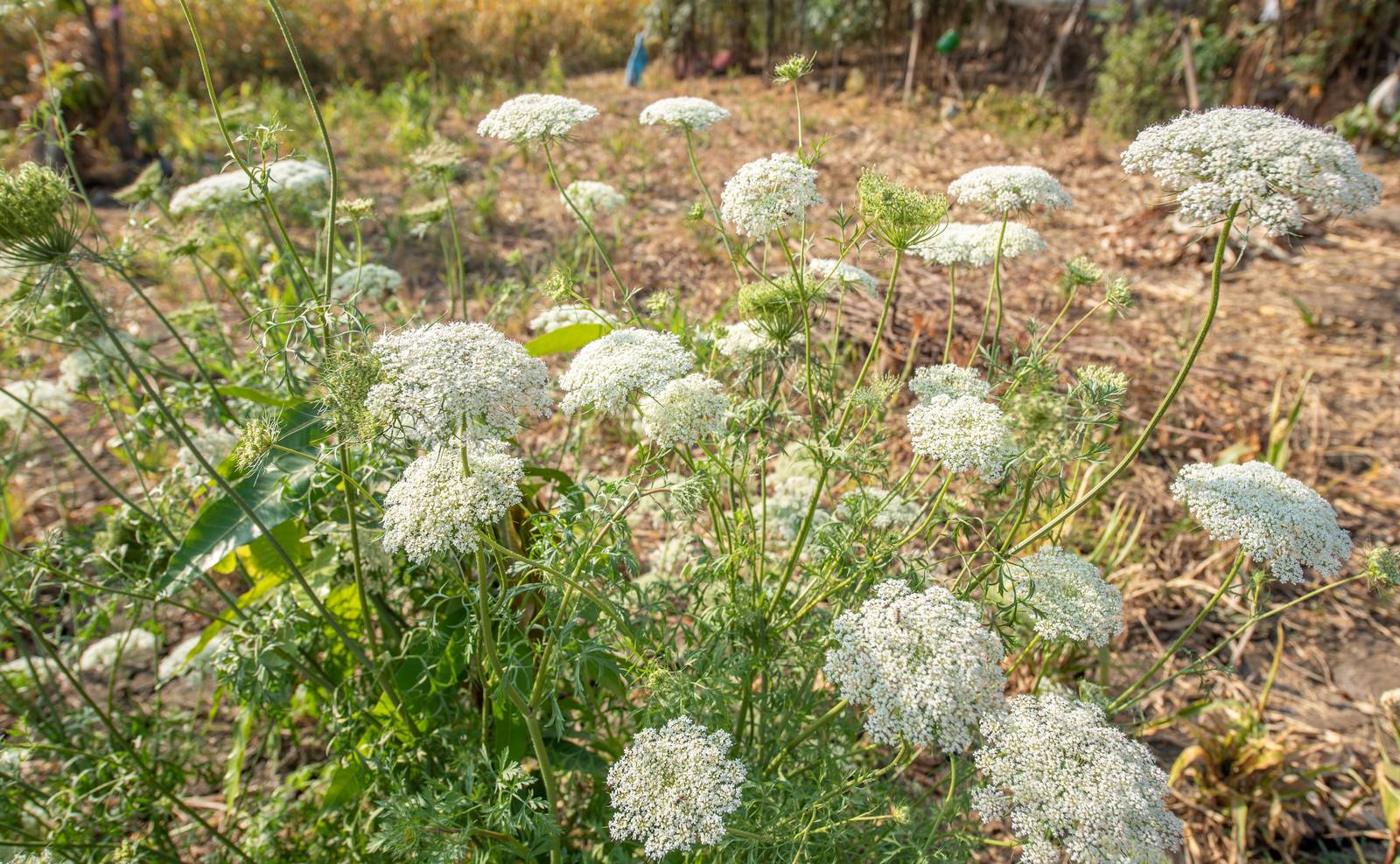 I fiori della pianta di cumino diventano gli acheni, da cui si estraggono i preziosi semi usati come spezia in cucina.