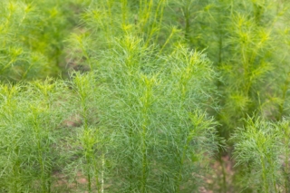 La pianta di cumino ha foglie dall'aspetto leggero e piumoso, simili al finocchietto selvatico (con cui condivide la famiglia di appartenenza). La pianta di cumino ha foglie dall'aspetto leggero e piumoso, simili al finocchietto selvatico (con cui condivide la famiglia di appartenenza).