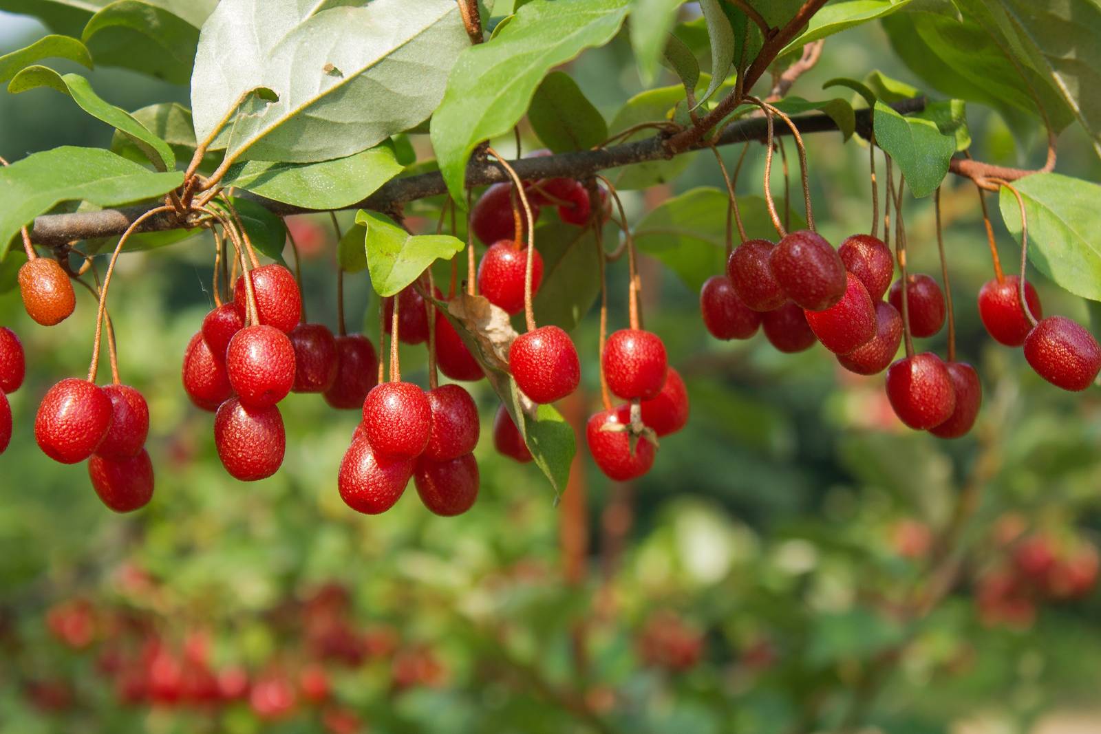 L'eleagnus produce piccole bacche rosse in primavera, molto gradite soprattutto agli uccelli.
