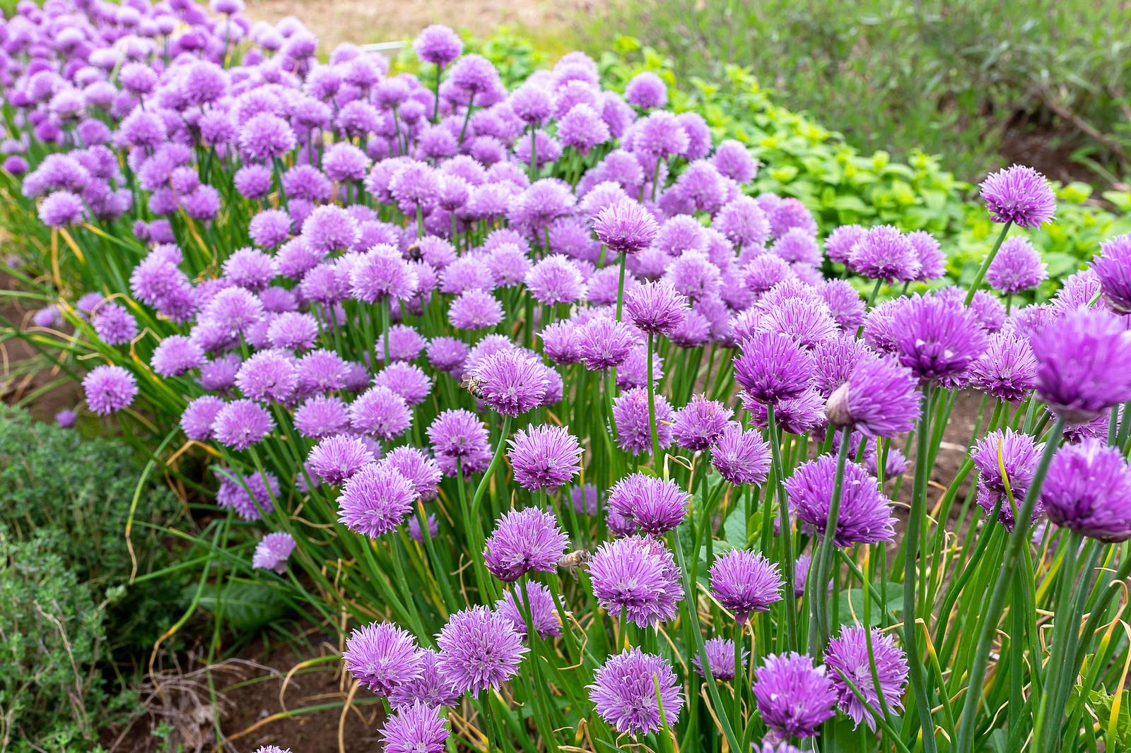 L'erba cipollina produce bellissime infiorescenze di colore lilla/violetto molto odorose. L'erba cipollina produce bellissime infiorescenze di colore lilla/violetto molto odorose.