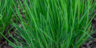 Erba cipollina (pianta)