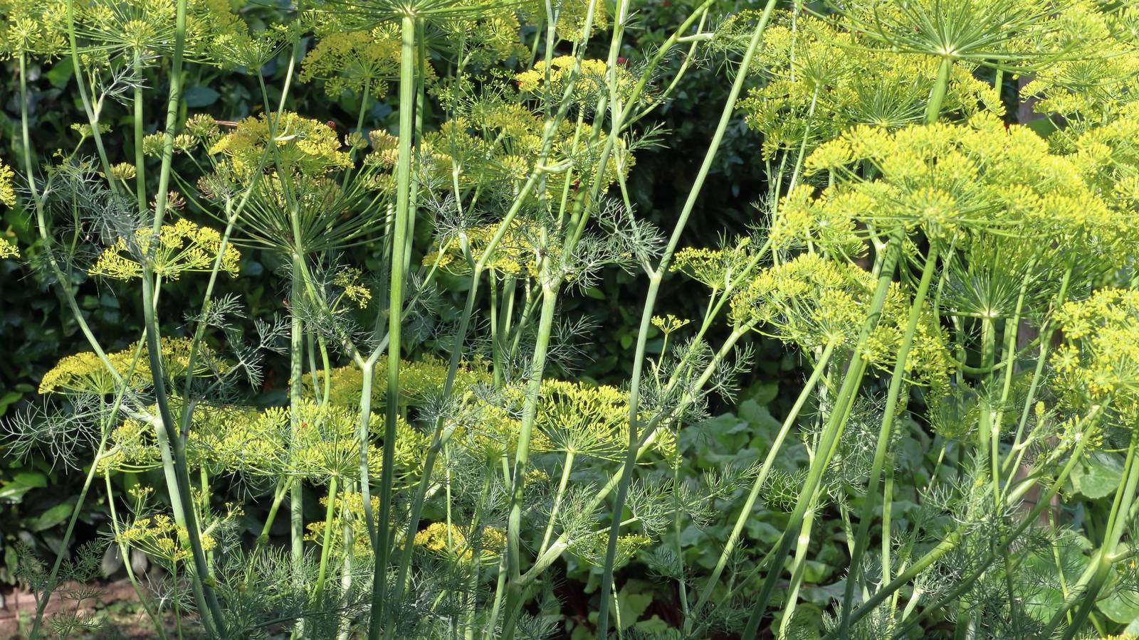 La pianta di finocchietto selvatico produce fiori gialli e profumatissimi, riuniti in infiorescenze dalla forma ad ombrello. La pianta di finocchietto selvatico produce fiori gialli e profumatissimi, riuniti in infiorescenze dalla forma ad ombrello.