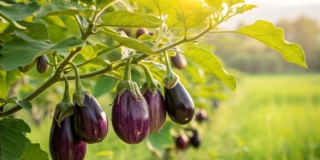 Come coltivare le melanzane nell’orto