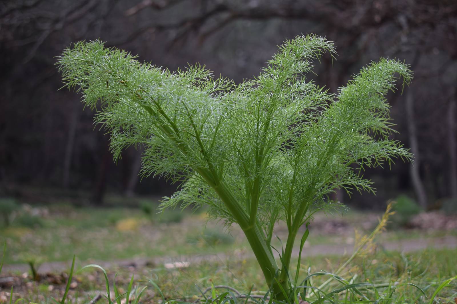 Il finocchietto selvatico è una pianta spontanea, perenne, dal fusto ramificato, che può raggiungere i 2 m di altezza. Il finocchietto selvatico è una pianta spontanea, perenne, dal fusto ramificato, che può raggiungere i 2 m di altezza.