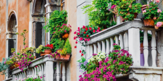 piante sul balcone