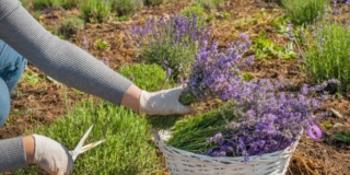 Potare le infiorescenze di lavanda