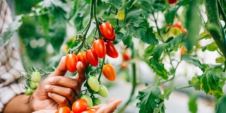 Raccolta pomodori
