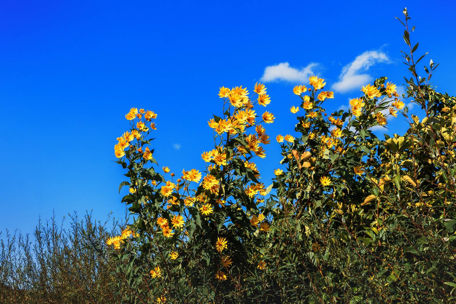 La pianta di topinambur può raggiungere anche i 4 metri di altezza ed è molto infestante se lasciata libera di espandersi.