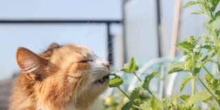 Nepeta cataria con gatto