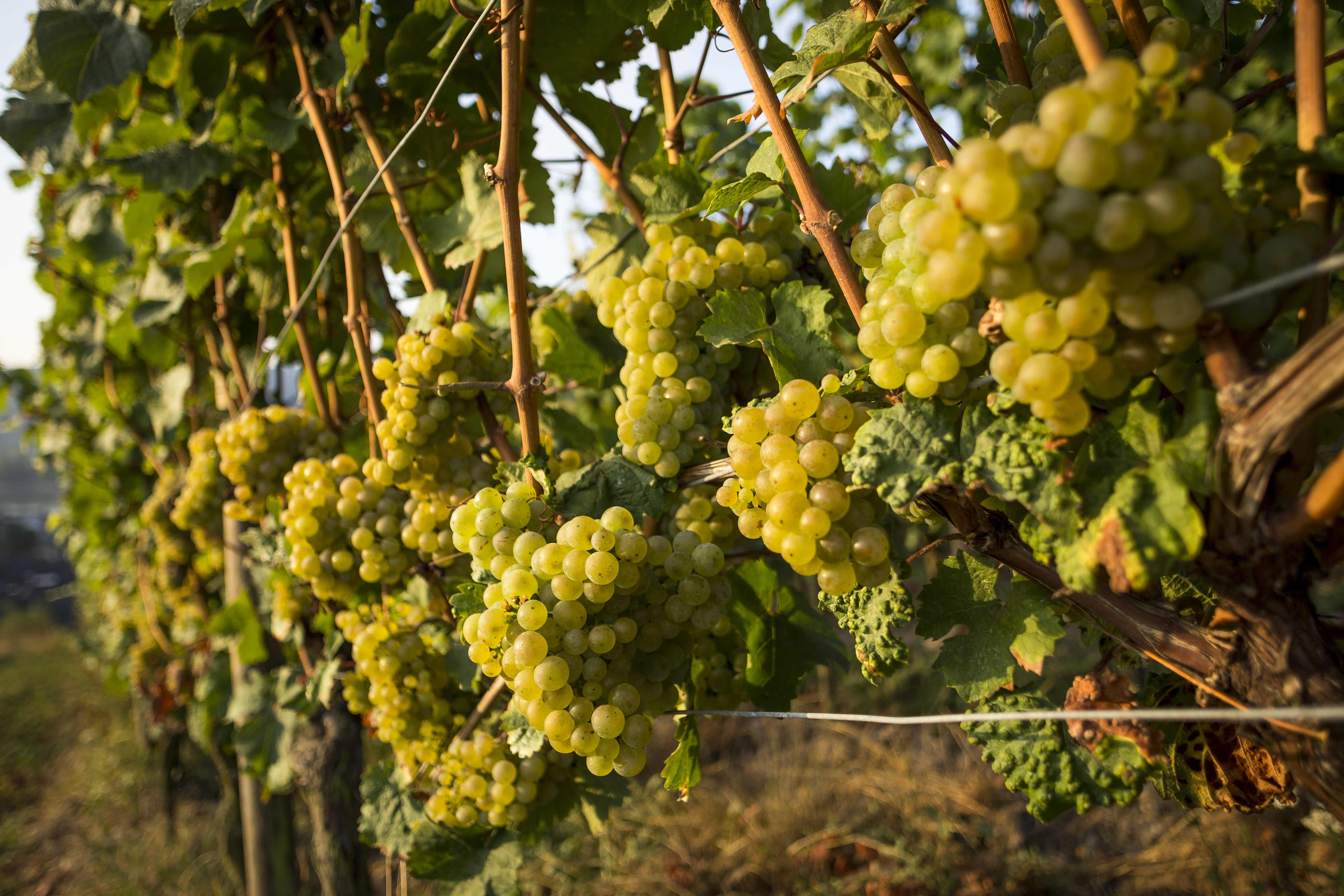 La pianta della vite ha bisogno di pieno sole e clima temperato per produrre i suoi gustosi grappoli.