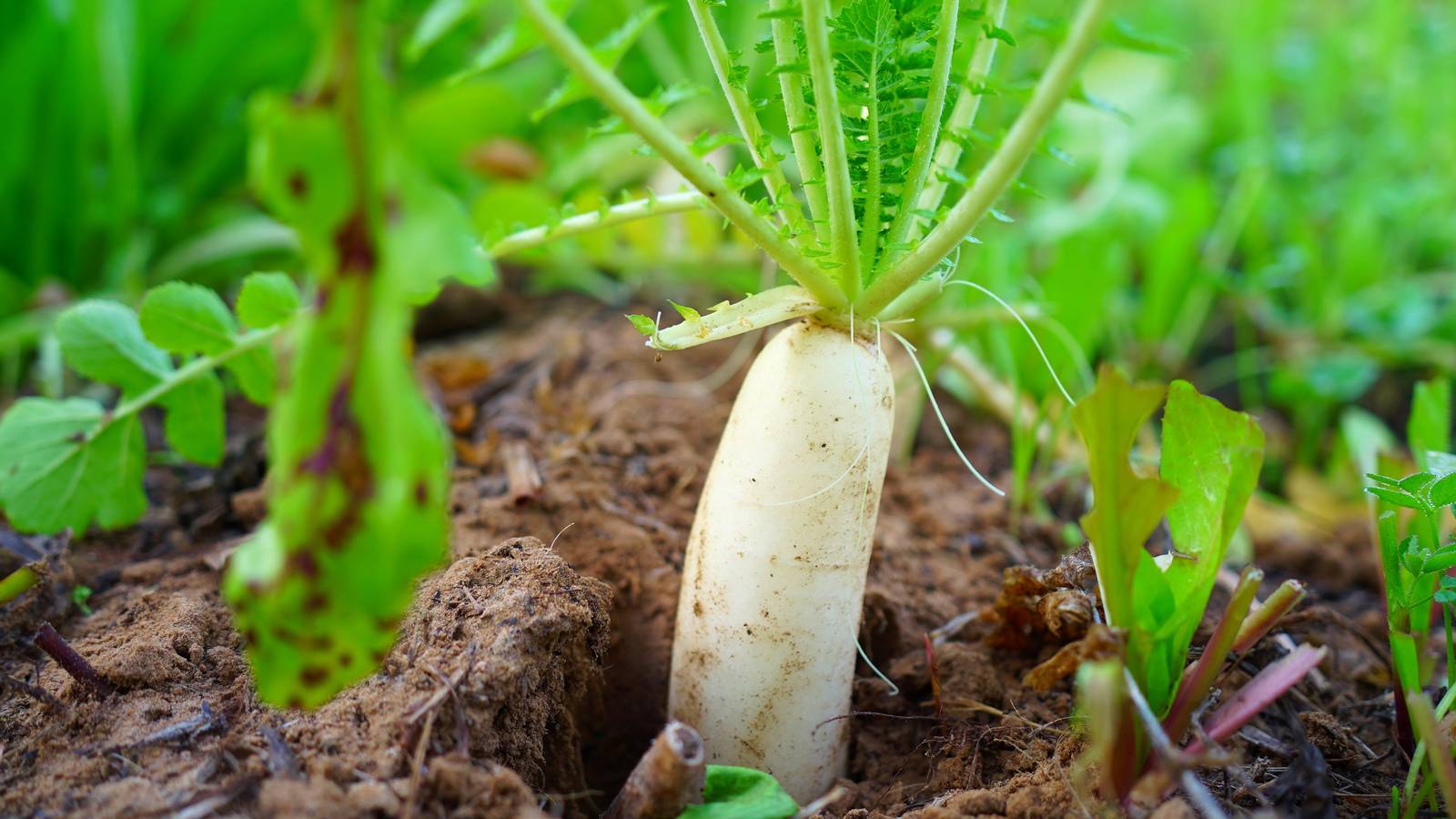 Il daikon è una cultivar del ravanello comune, utilizzatissimo nella cucina asiatica.