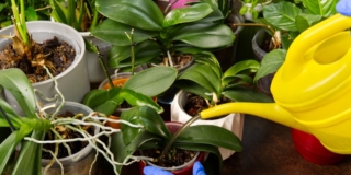 Dare acqua alle orchidee