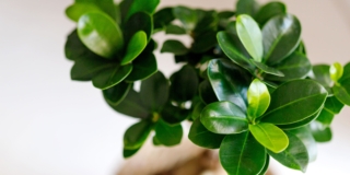 Ficus ginseng o microcarpa