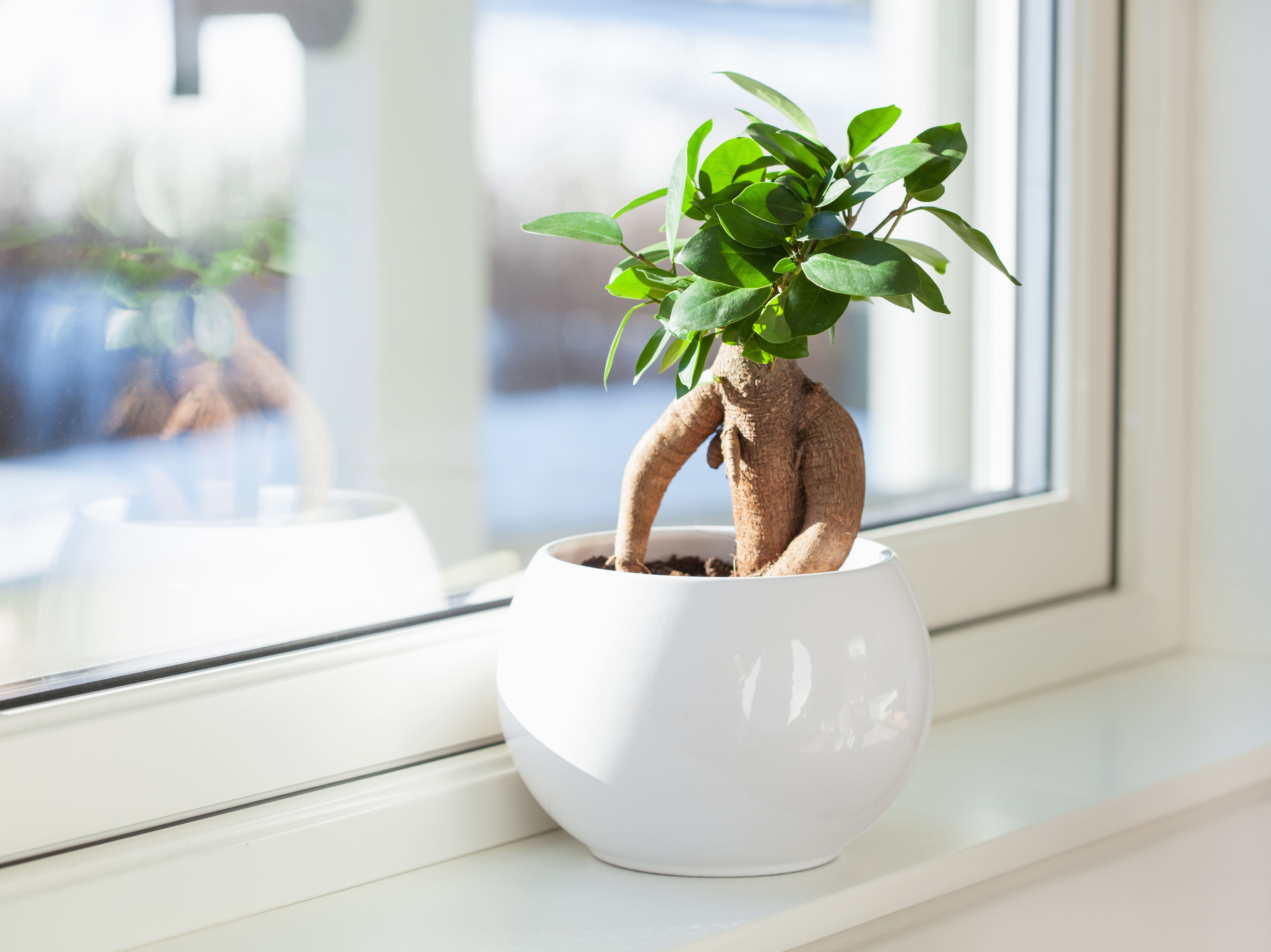 In casa, il ficus ginseng prospera in stanze molto luminose.