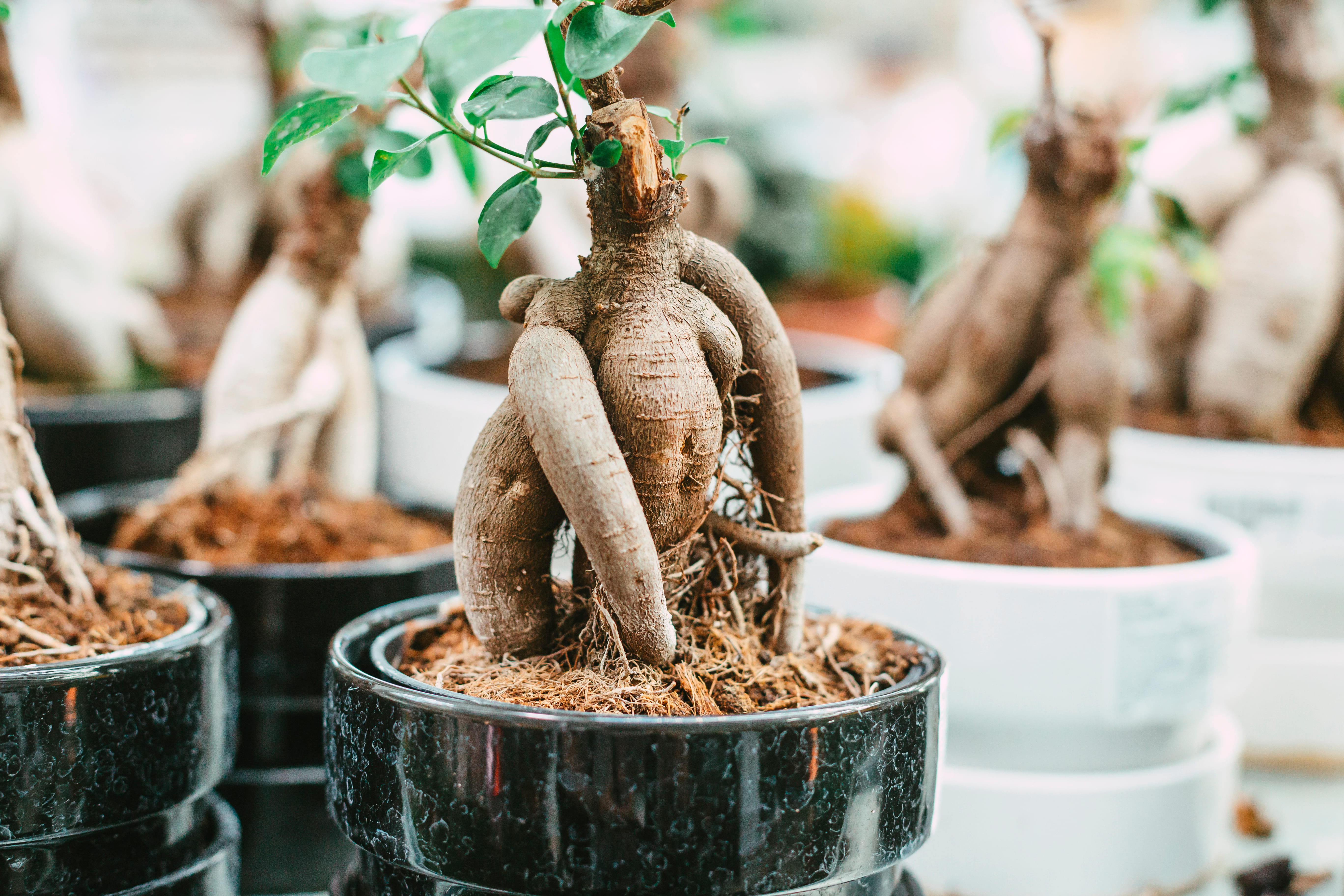 Il ficus ginseng deve il suo nome al particolarissimo tronco attorcigliato con radici aeree simili alla celebre pianta di ginseng.