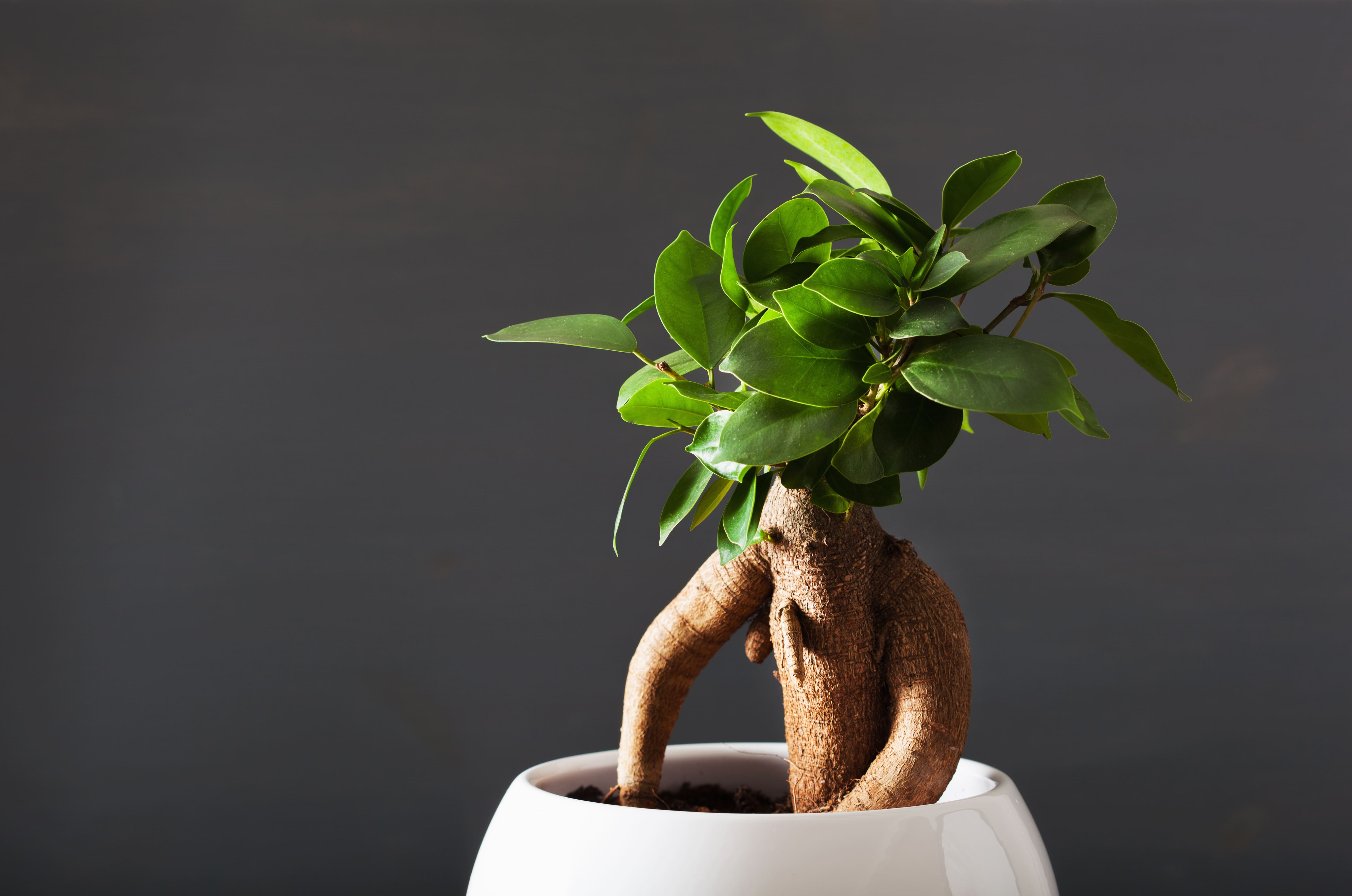 Il ficus ginseng non teme le potature: per la sua resistenza, si considera un bonsai alla portata dei meno esperti.