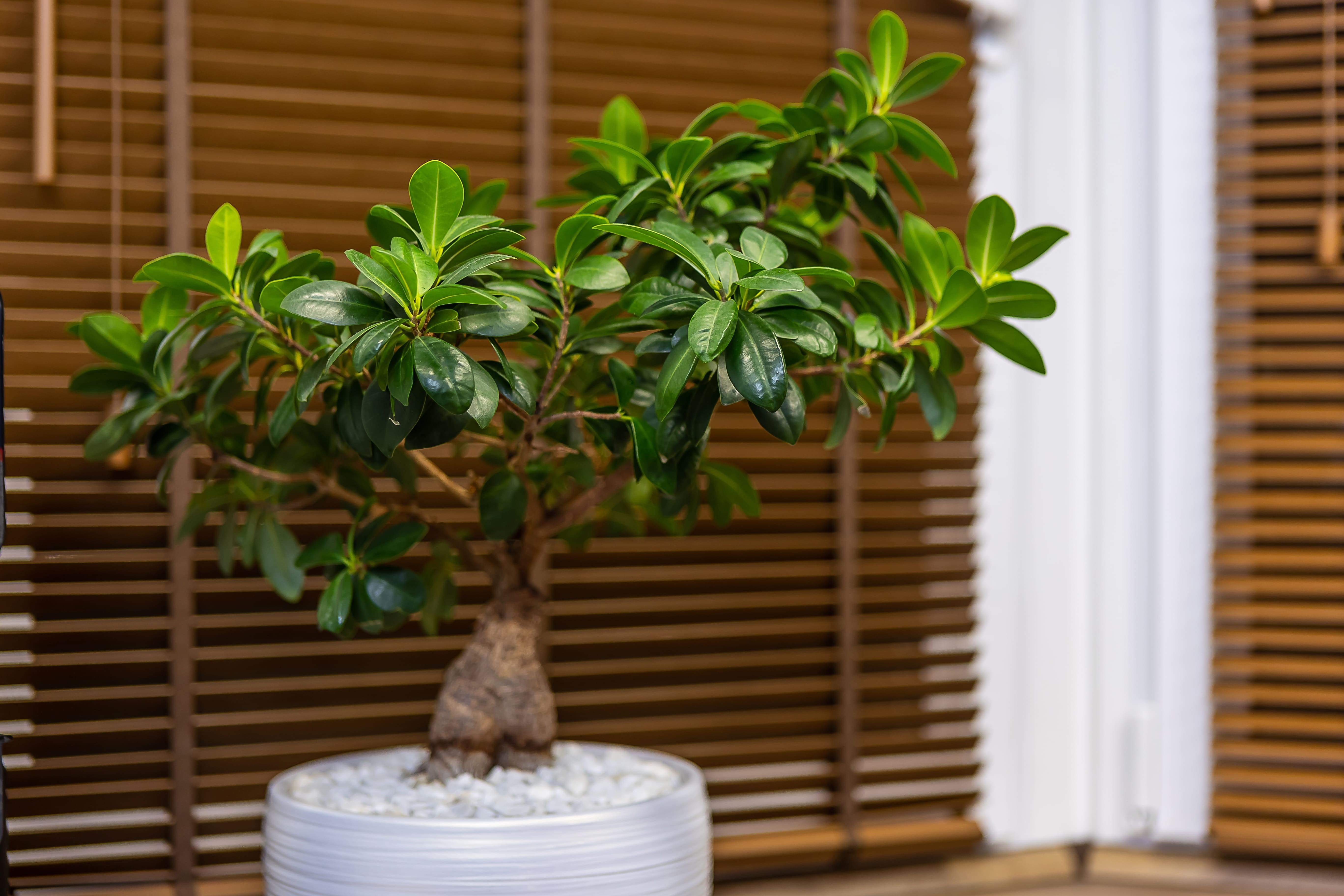 Il ficus ginseng va considerato una pianta da interno da coltivare in vaso.