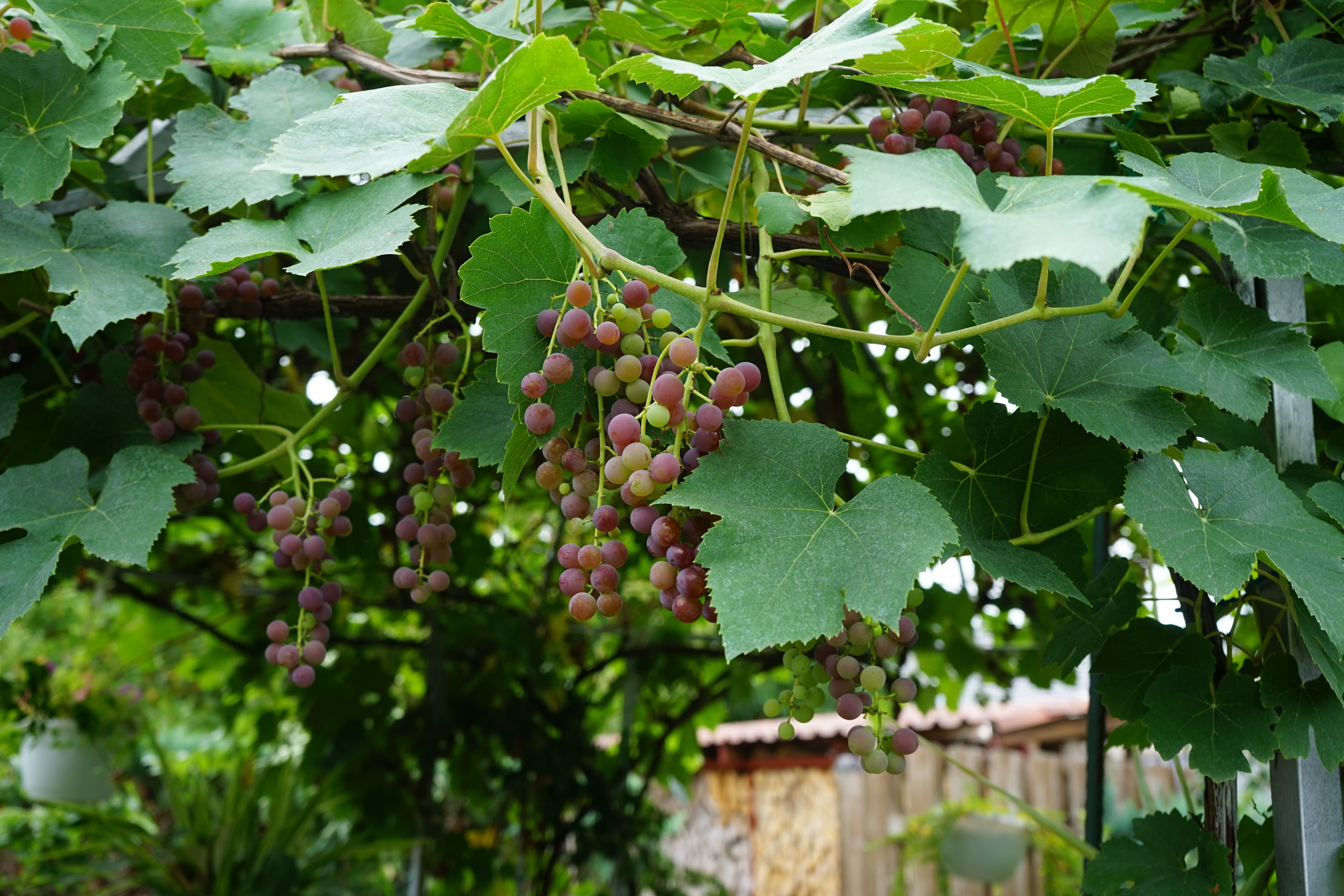 La pianta della vite entra in riposo vegetativo durante i mesi freddi.