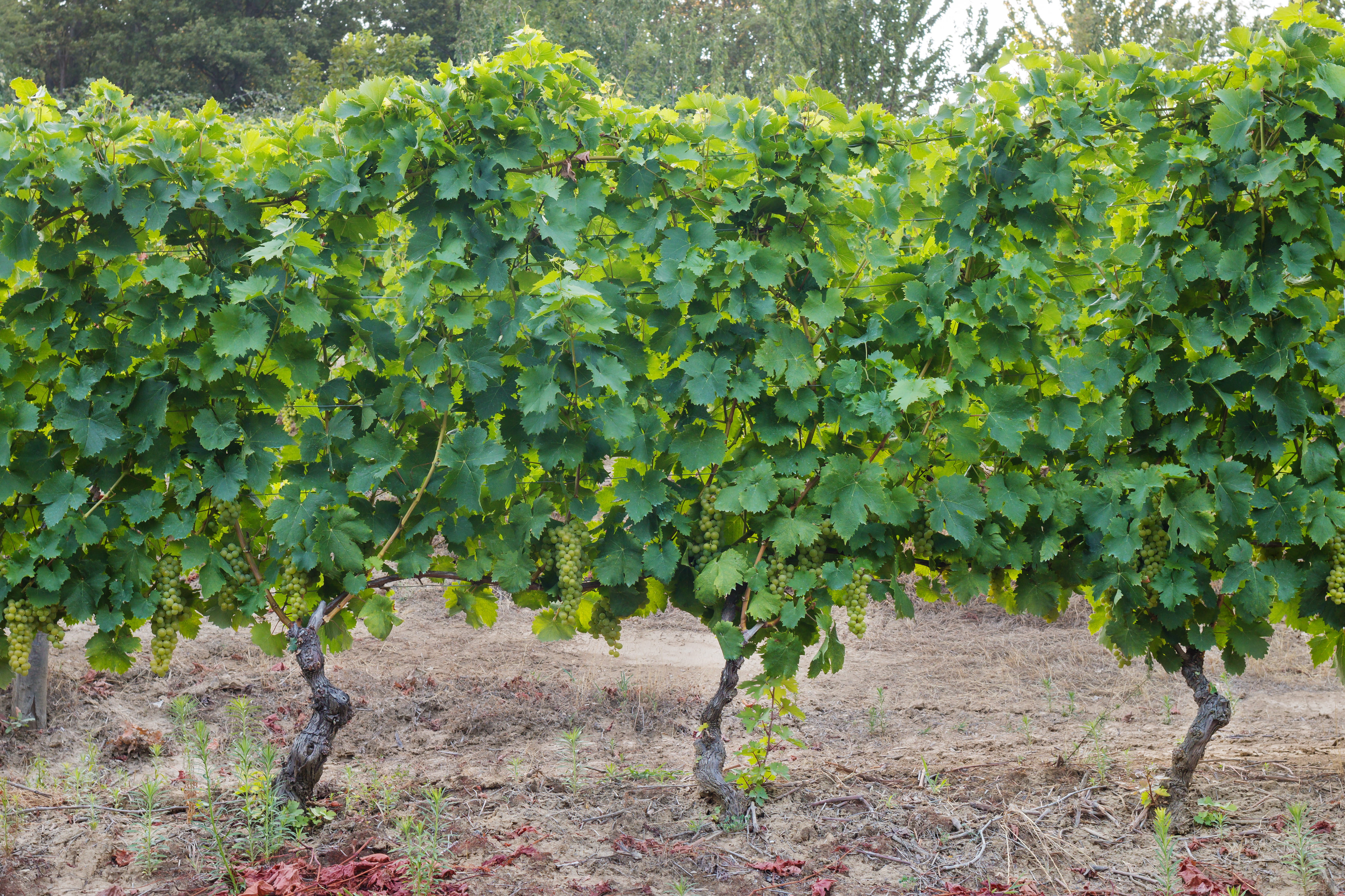 In qualità di rampicante, la pianta della vite ha bisogno di supporti cui aggrapparsi durante la crescita.
