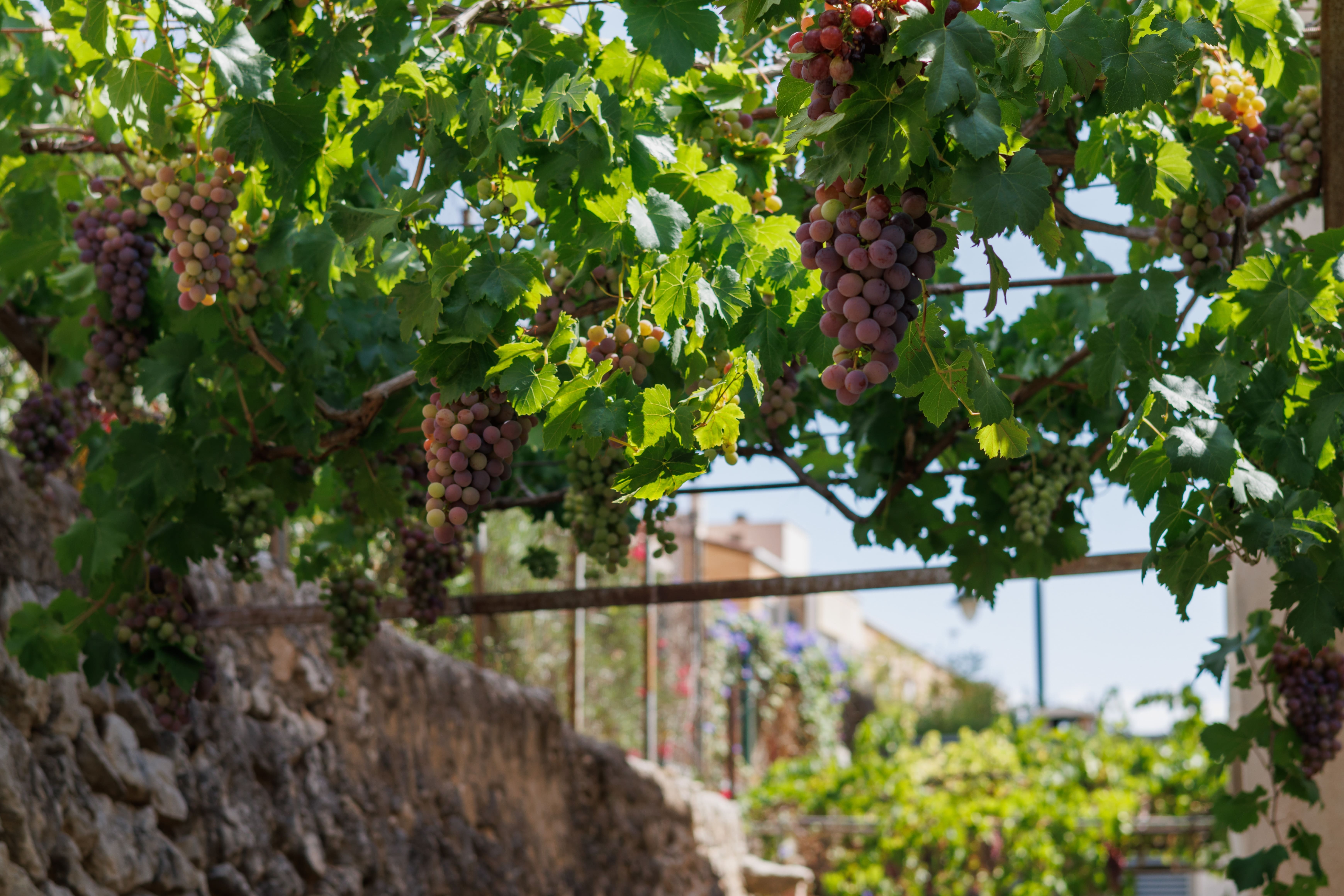 A seconda della destinazione d'uso e delle caratteristiche degli acini, l'uva si divide in uva da vino o da tavola.