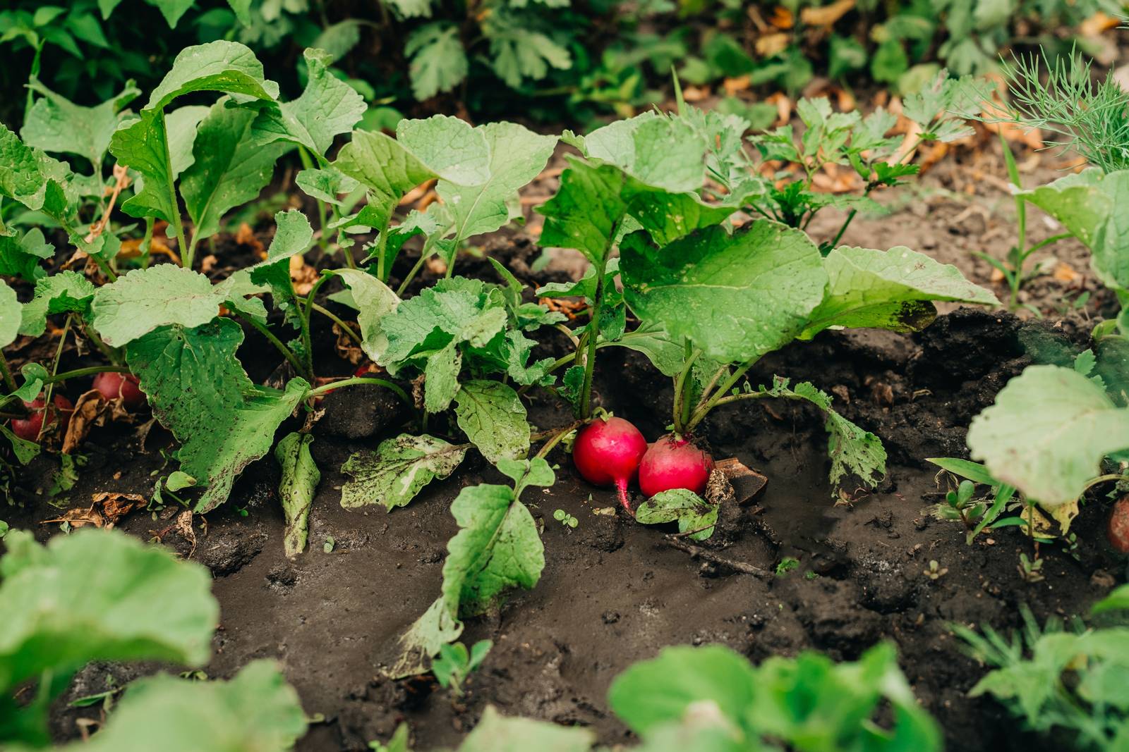 I ravanelli si raccolgono quando la radice sporge leggermente dal terreno e appare di un colore rosso-rosa intenso e risulta soda al tatto.