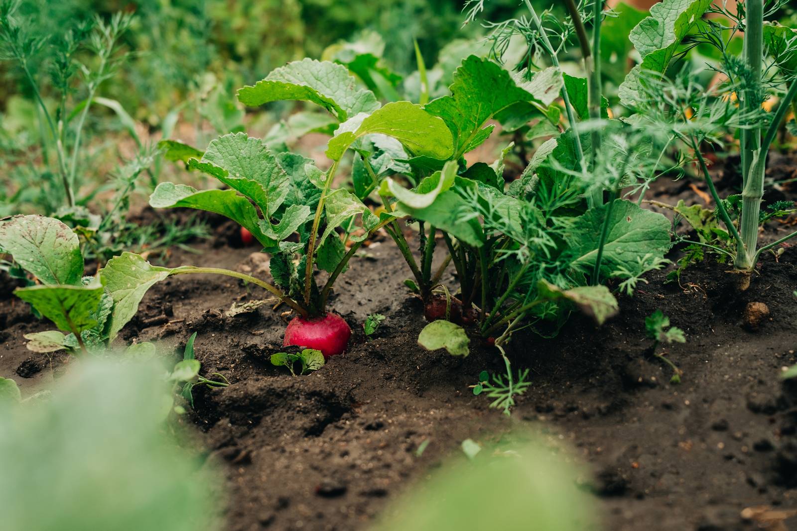 La pianta del ravanello ama il pieno sola, ma una ombreggiatura di protezione in estate è senza dubbio consigliata.