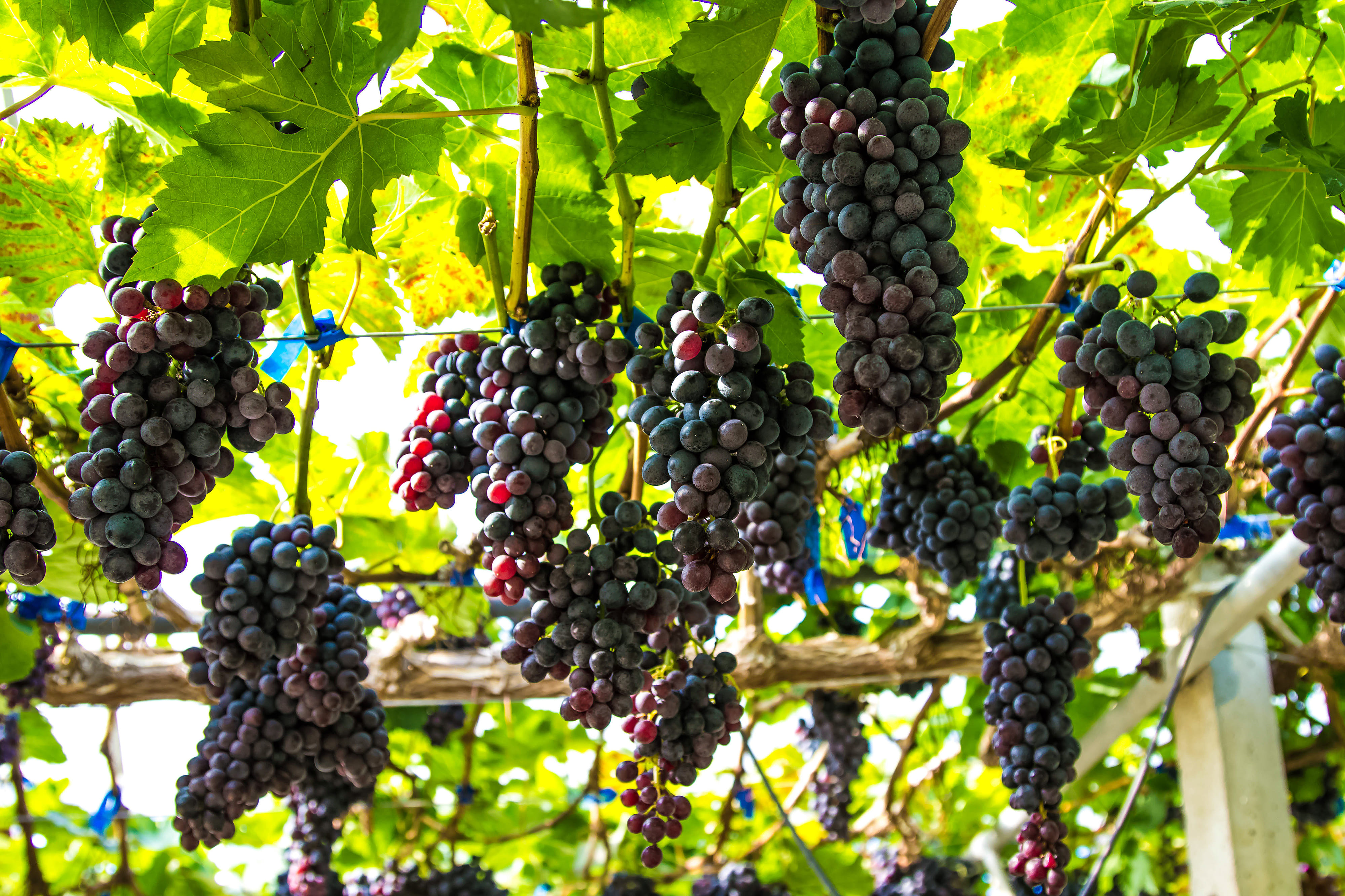 La raccolta dell'uva si effettua da fine estate fino a novembre, a seconda della tipologia di vite.