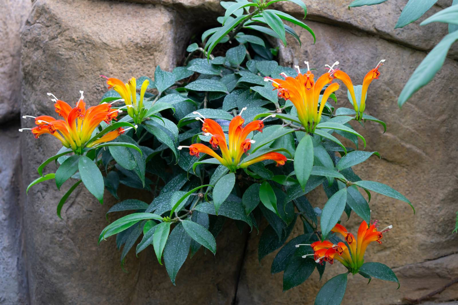 La pianta di eschinanto presenta lunghi rami con foglie ovali, carnose e di colore verde lucido. La pianta di eschinanto presenta lunghi rami con foglie ovali, carnose e di colore verde lucido.