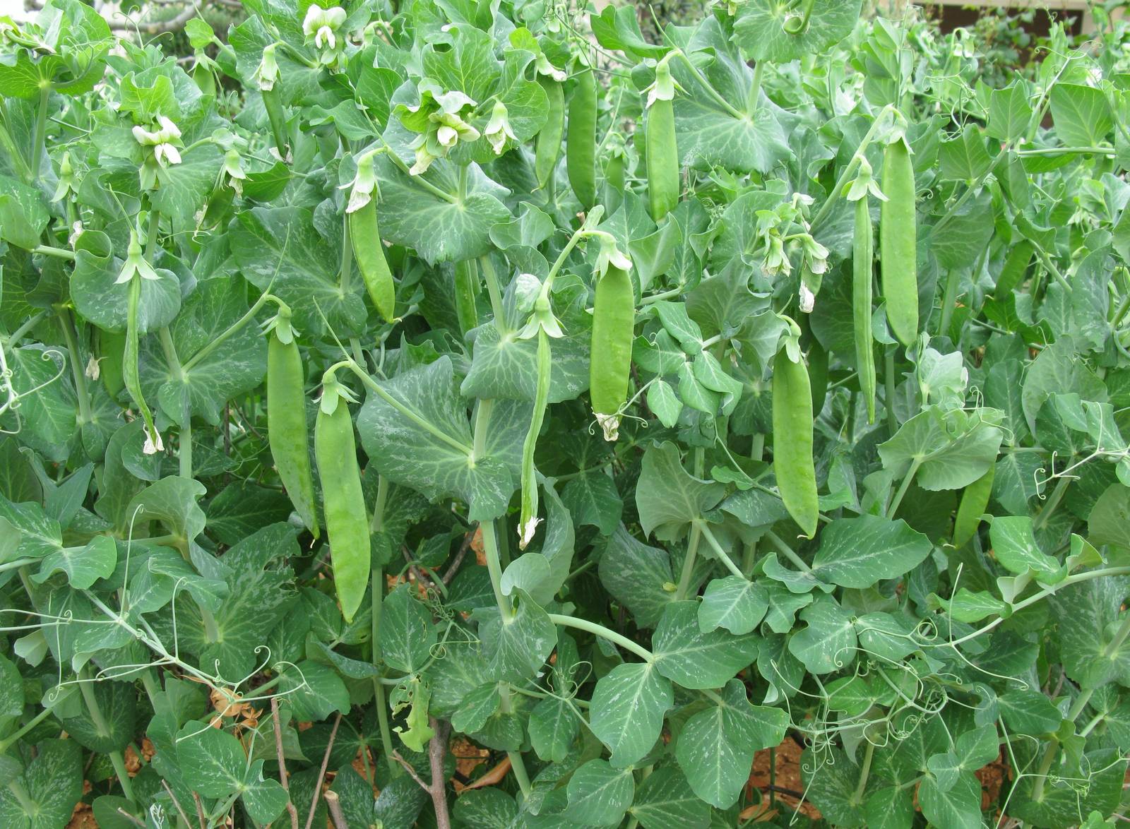 La pianta del fagiolo presenta foglie dalla forma a cuore o lanceolate, di un bel colore verde intenso. La pianta del fagiolo presenta foglie dalla forma a cuore o lanceolate, di un bel colore verde intenso.