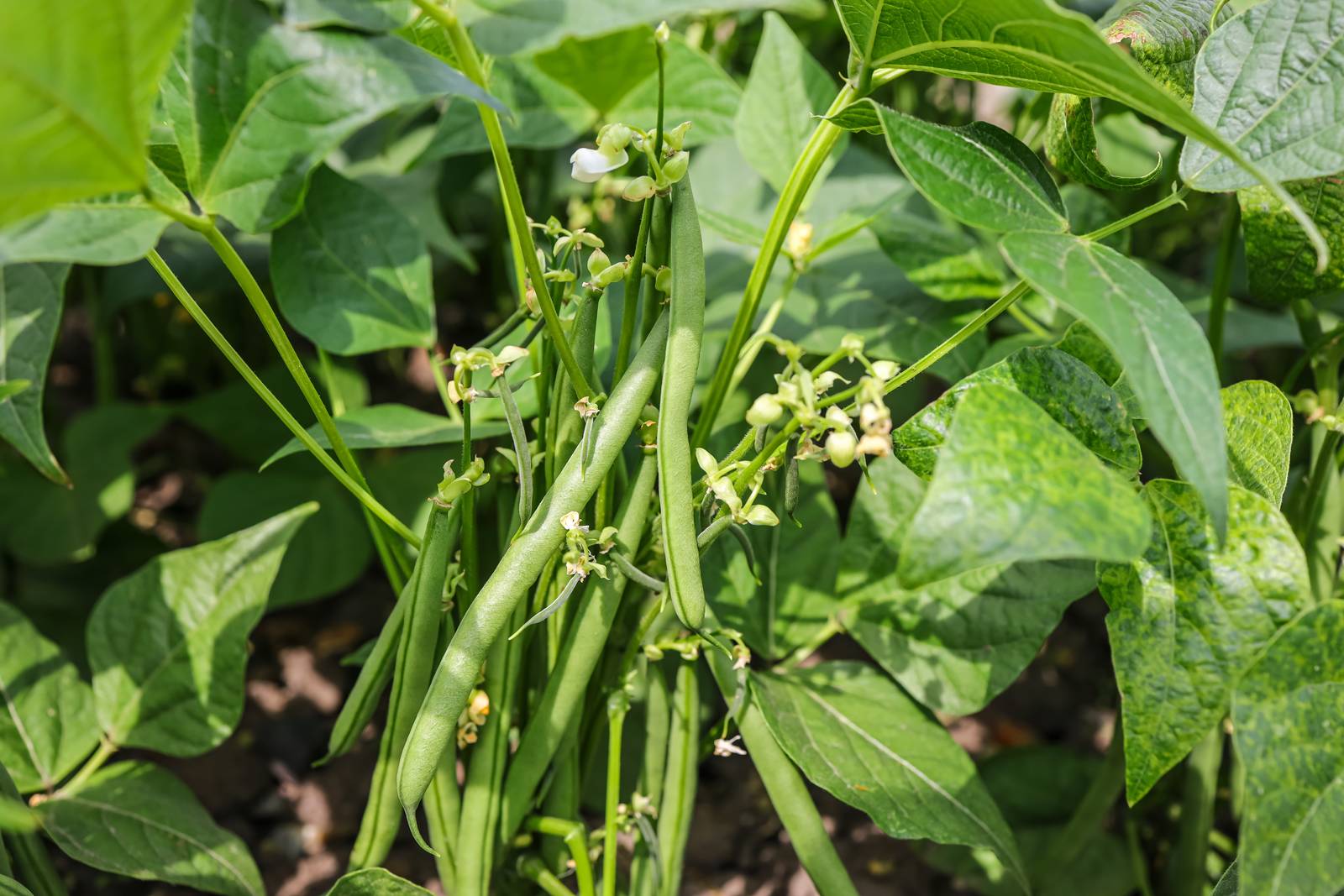 La pianta del fagiolo beneficia di climi caldi e pieno sole. La pianta del fagiolo beneficia di climi caldi e pieno sole.
