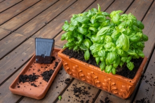 Planting,Basil,In,Clay,Pot,For,Winter,Indoor,Growing. Planting,Basil,In,Clay,Pot,For,Winter,Indoor,Growing.