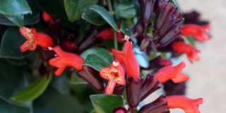 Eschinanto Eschinanto