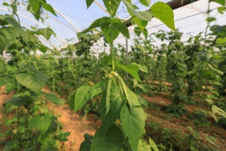 Anche se viene coltivato principalmente in piena terra, la pianta del fagiolo si può far crescere con successo anche in vaso. Anche se viene coltivato principalmente in piena terra, la pianta del fagiolo si può far crescere con successo anche in vaso.