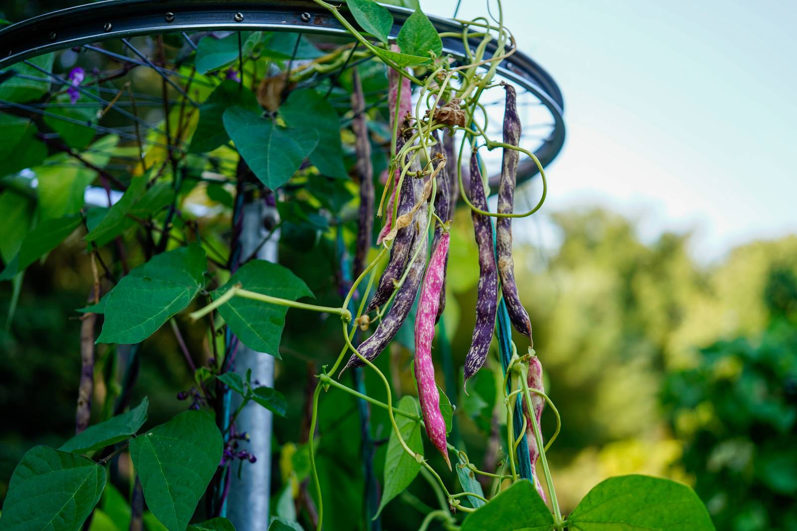 I fagioli sono pronti per essere raccolti generalmente 2-4 mesi dopo la semina. I fagioli sono pronti per essere raccolti generalmente 2-4 mesi dopo la semina.
