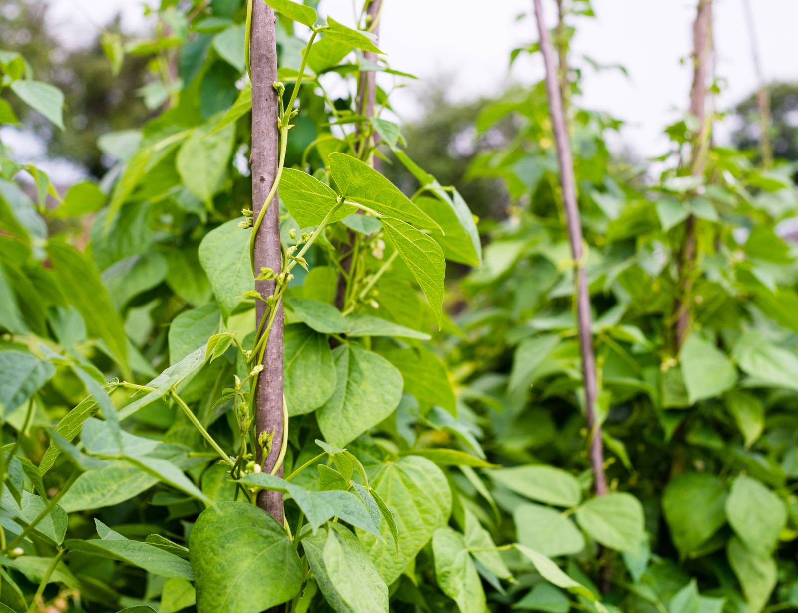 I fagioli rampicanti hanno bisogno di tutori cui aggrapparsi per crescere in altezza. I fagioli rampicanti hanno bisogno di tutori cui aggrapparsi per crescere in altezza.
