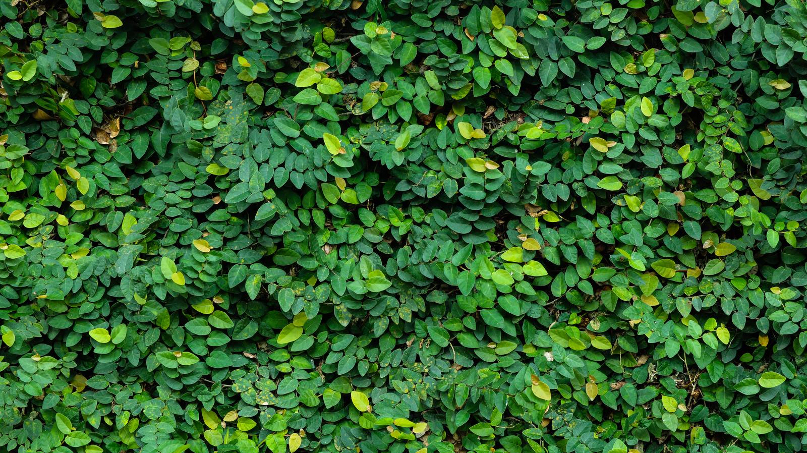 Da giovane, il ficus repens produce foglie piccole, sottili e a forma di cuore, che aderiscono strettamente alle superfici come quelle di un rampicante.