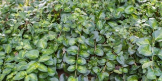 Ficus pumila o repens